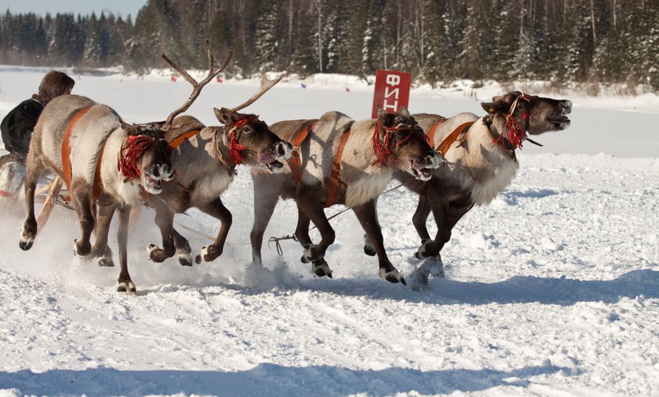 Santa's reindeer names: all 9, in order